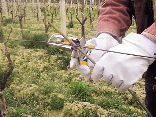 Bindezange Regur DOZ 35 zur Wuchsregulierung