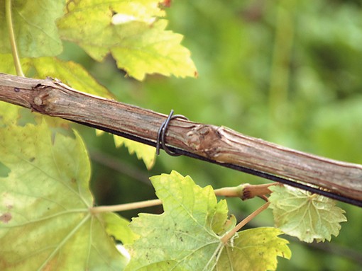 Drahtringe OK 35 Omega verzinkt zur Befestigung von Weinreben, Tomaten, Pflanzen 1.000 Stück