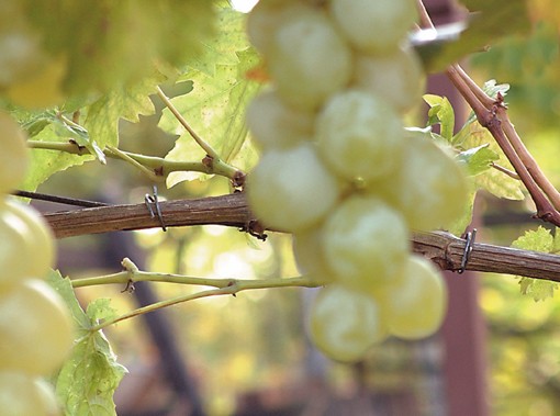 Drahtringe OK 35 Omega verzinkt zur Befestigung von Weinreben, Tomaten, Pflanzen 1.000 Stück